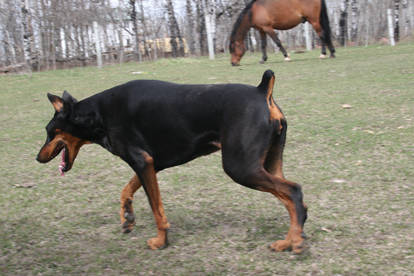 Black doberman stock 2