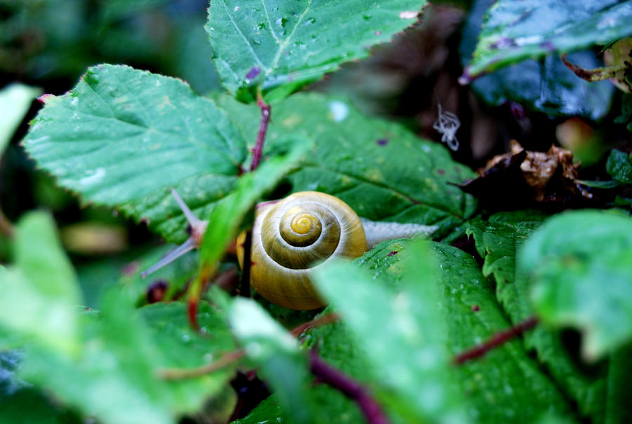 Caracol en espiral