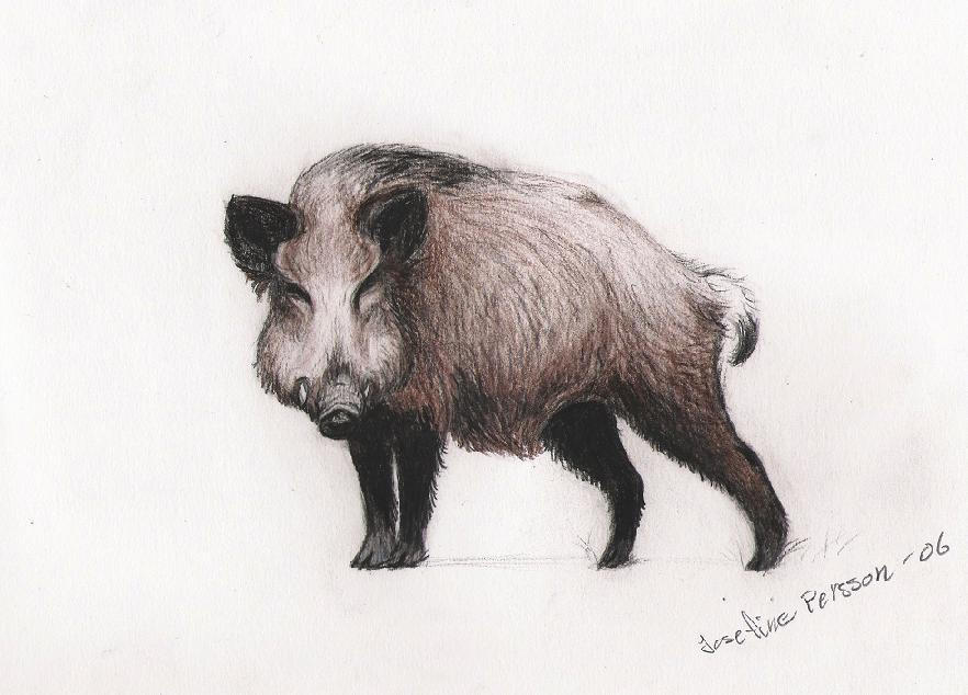 Vild Boar by WolfSoldier87 on DeviantArt