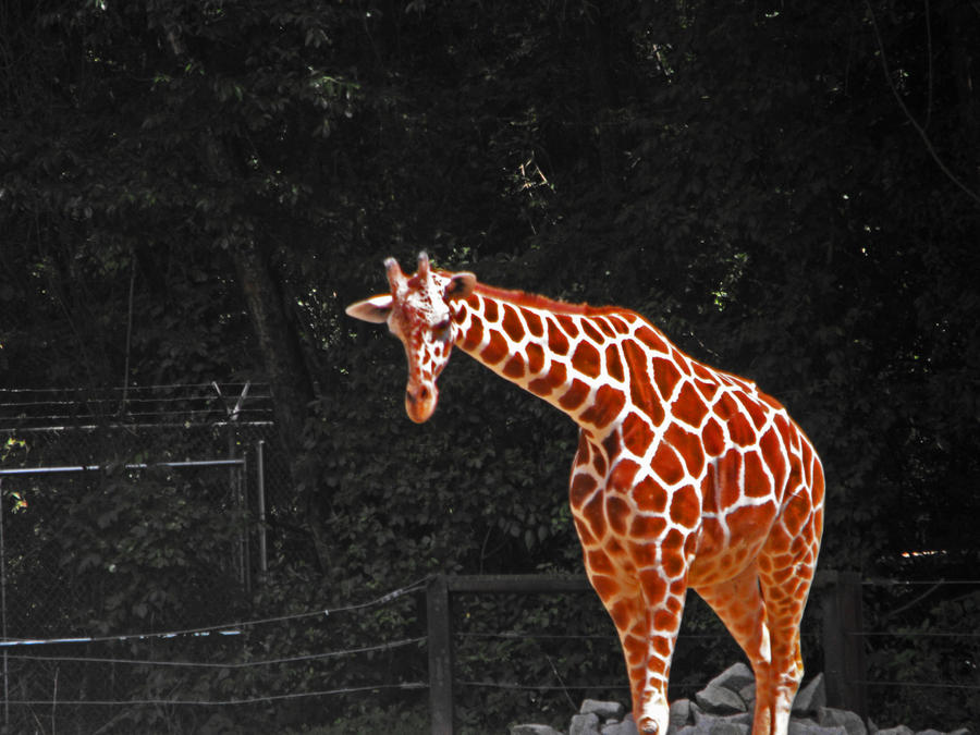 giraff 3