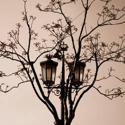 Chandeliers on Trees