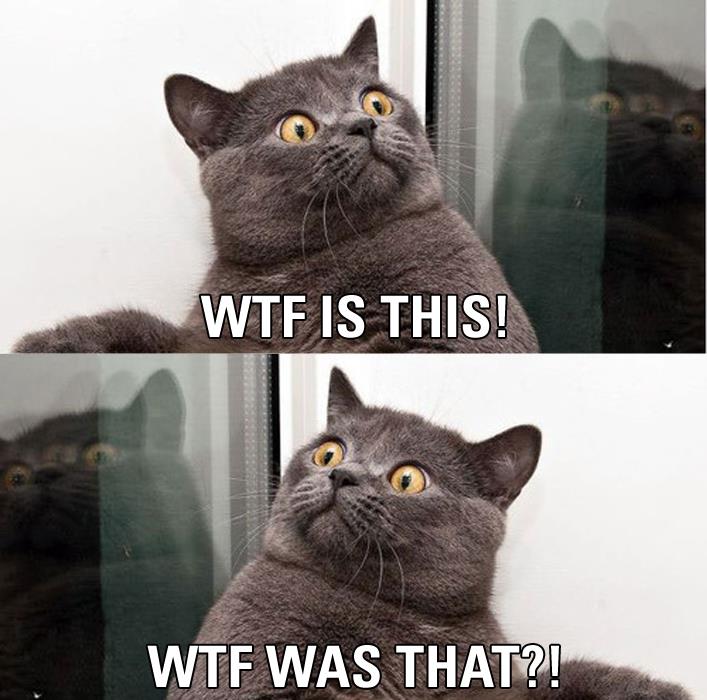 Cat Shocked by DXvsNWO1994