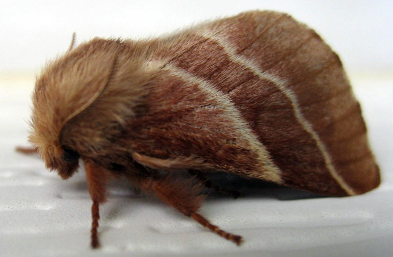Fuzzy Moth by reydelbolero on DeviantArt