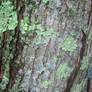 Stock - Lichen Tree 4