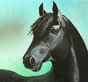 Black Arabian