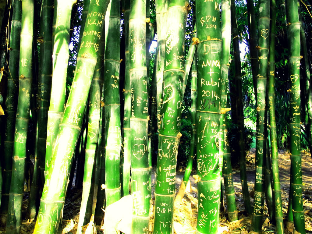 Bamboo Message
