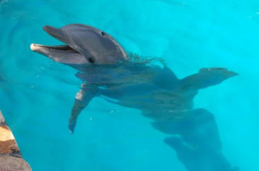 A dolphin's smile