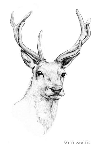 Deer Head