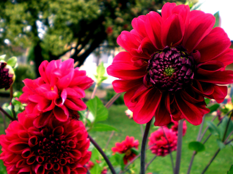 Feeling Red by ally-lovesj on DeviantArt