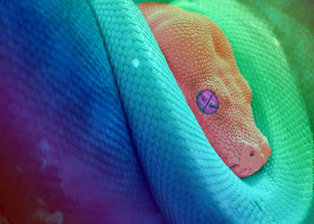 Random Art: Rainbow snake