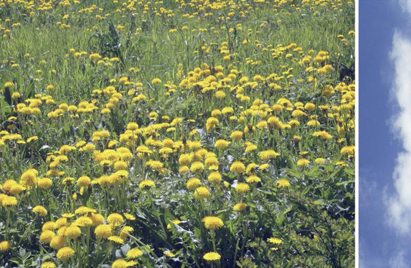 Sky and Dandelions