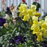 Generic Flower Macro Shot 1