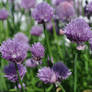 Generic Flower Macro Shot 2