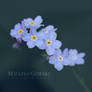 Forget-me-not