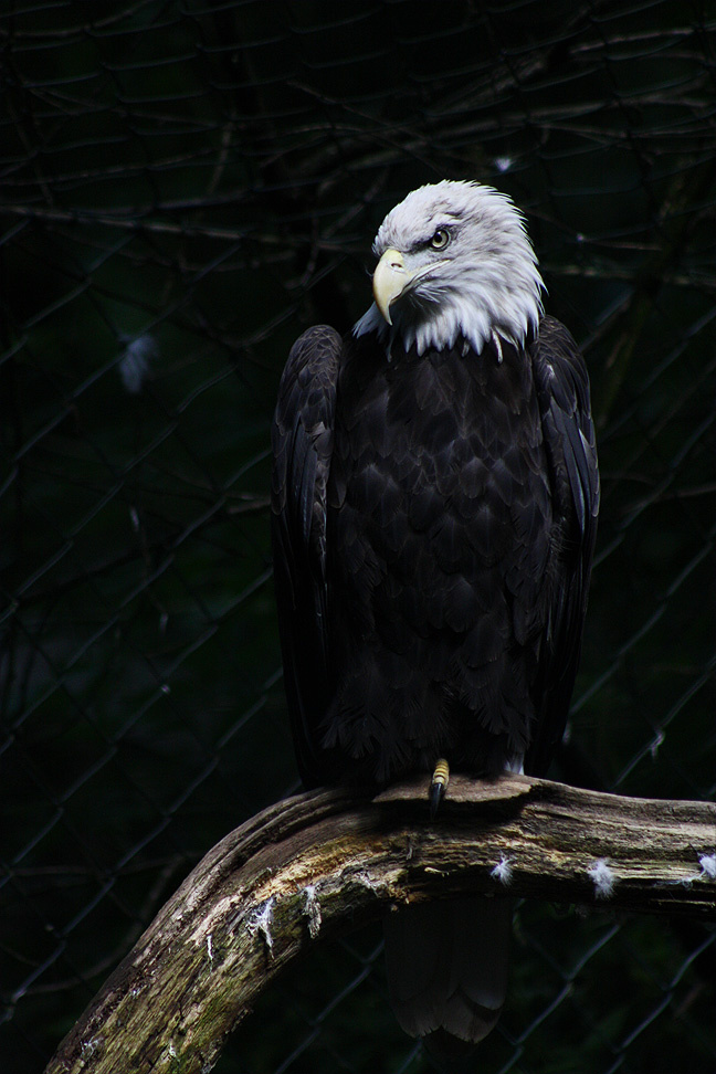 Bald Eagle