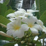 Plumeria