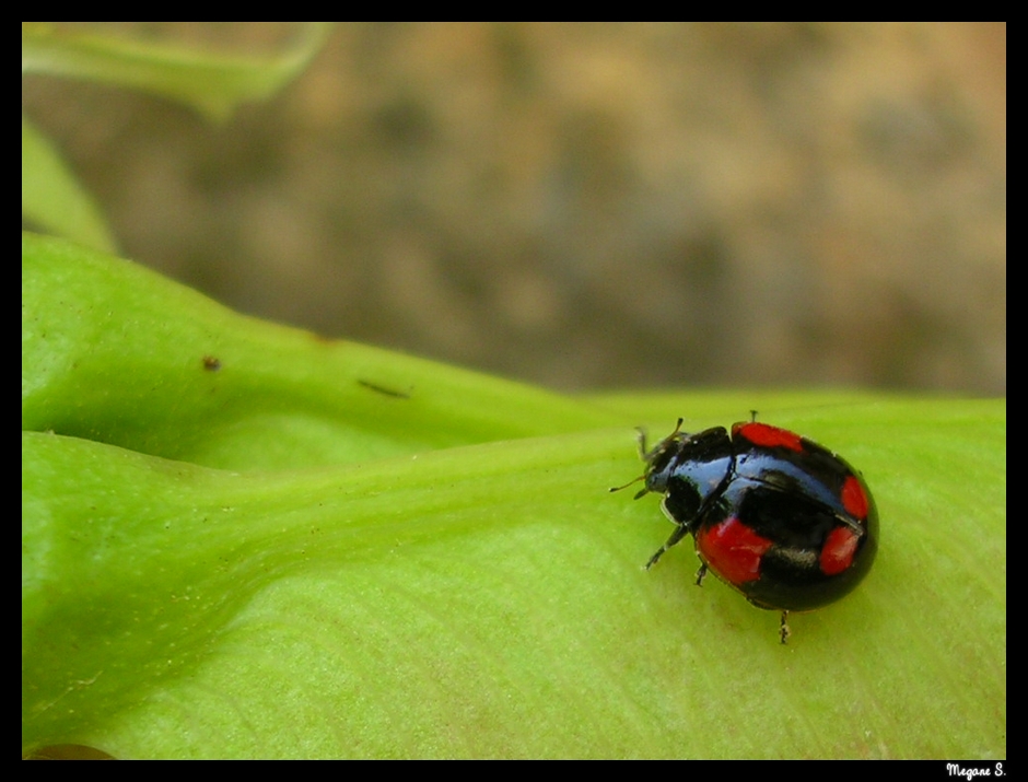 Lady-bird I