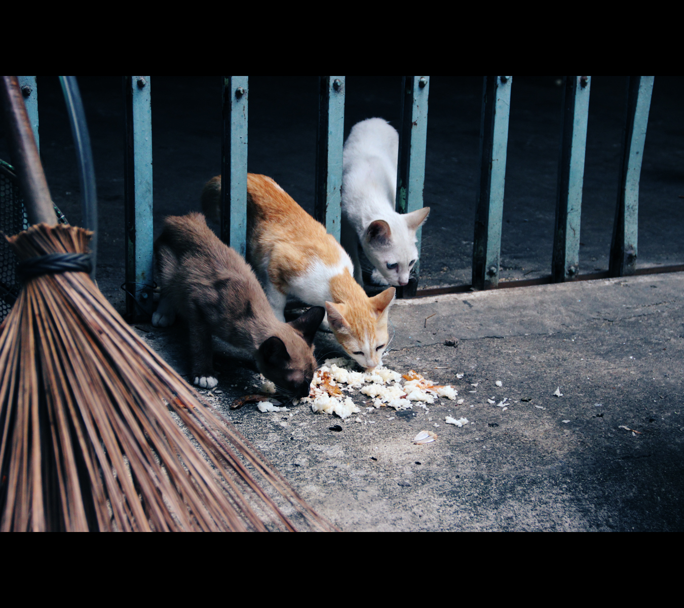 Street cats