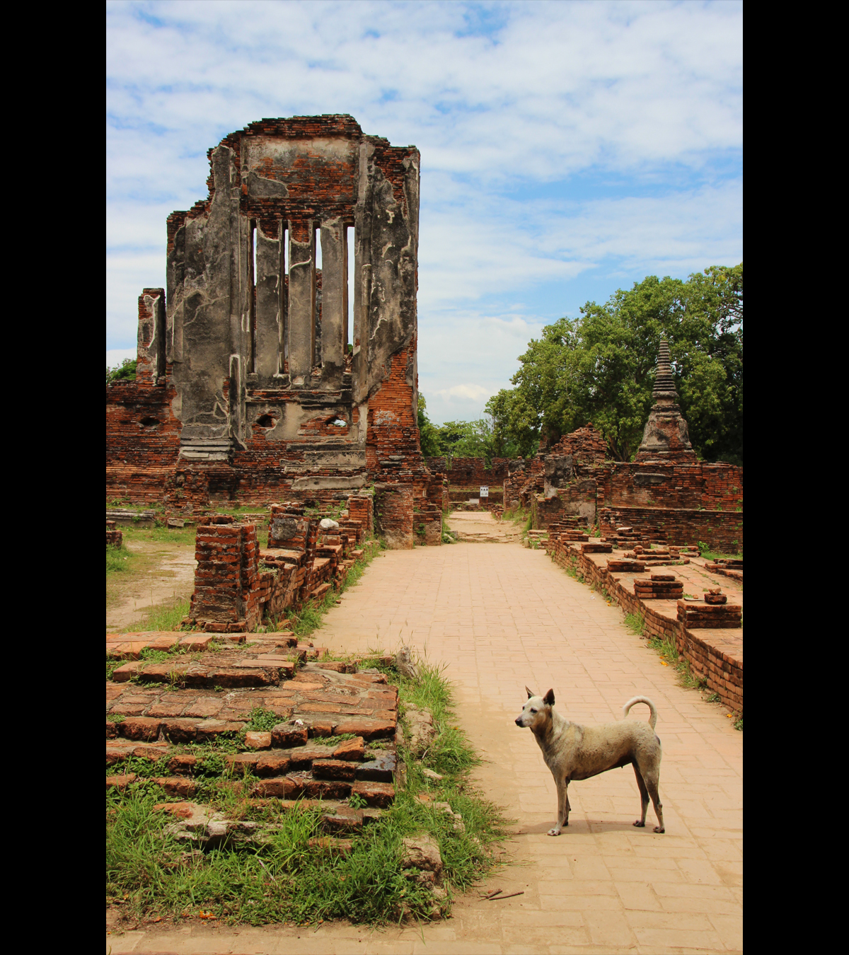 Tourist dog