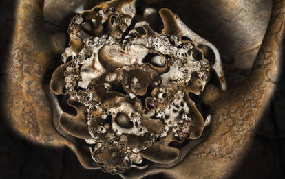 Fungal Growth