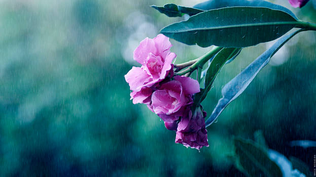 Flor en la lluvia