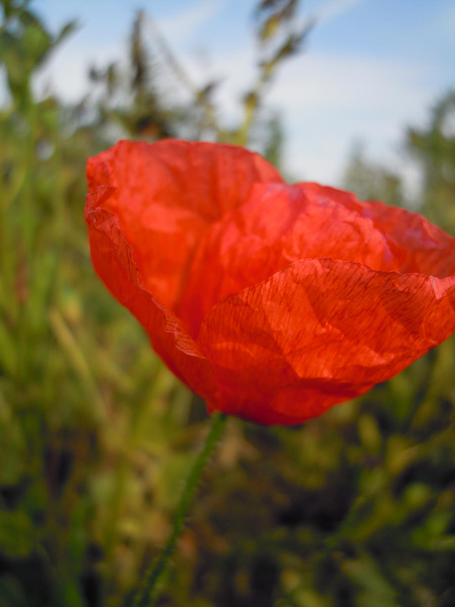 Poppy II