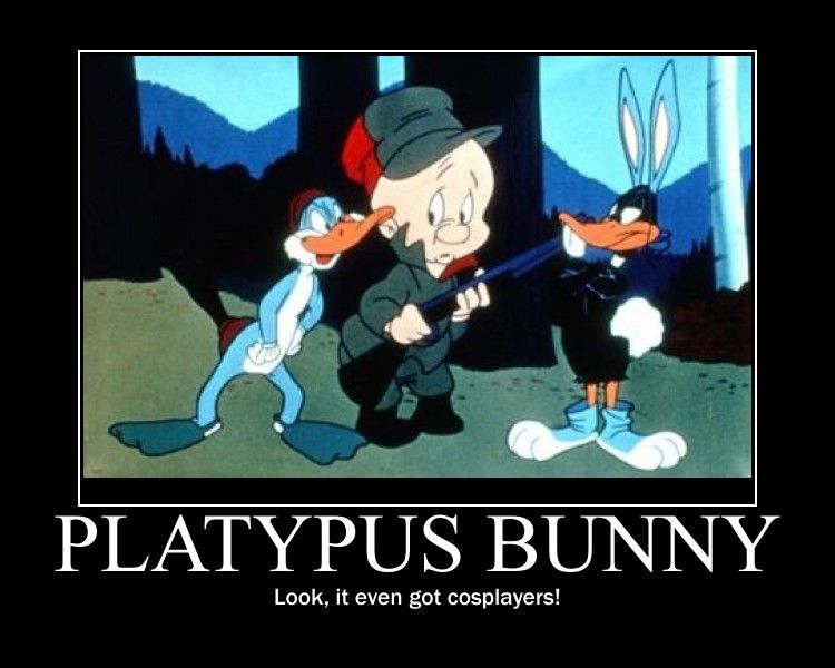 Motivation - Platypus Bunny