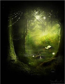 Calming Forest
