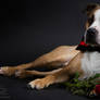 Happy WOOF-entine's Day 2013