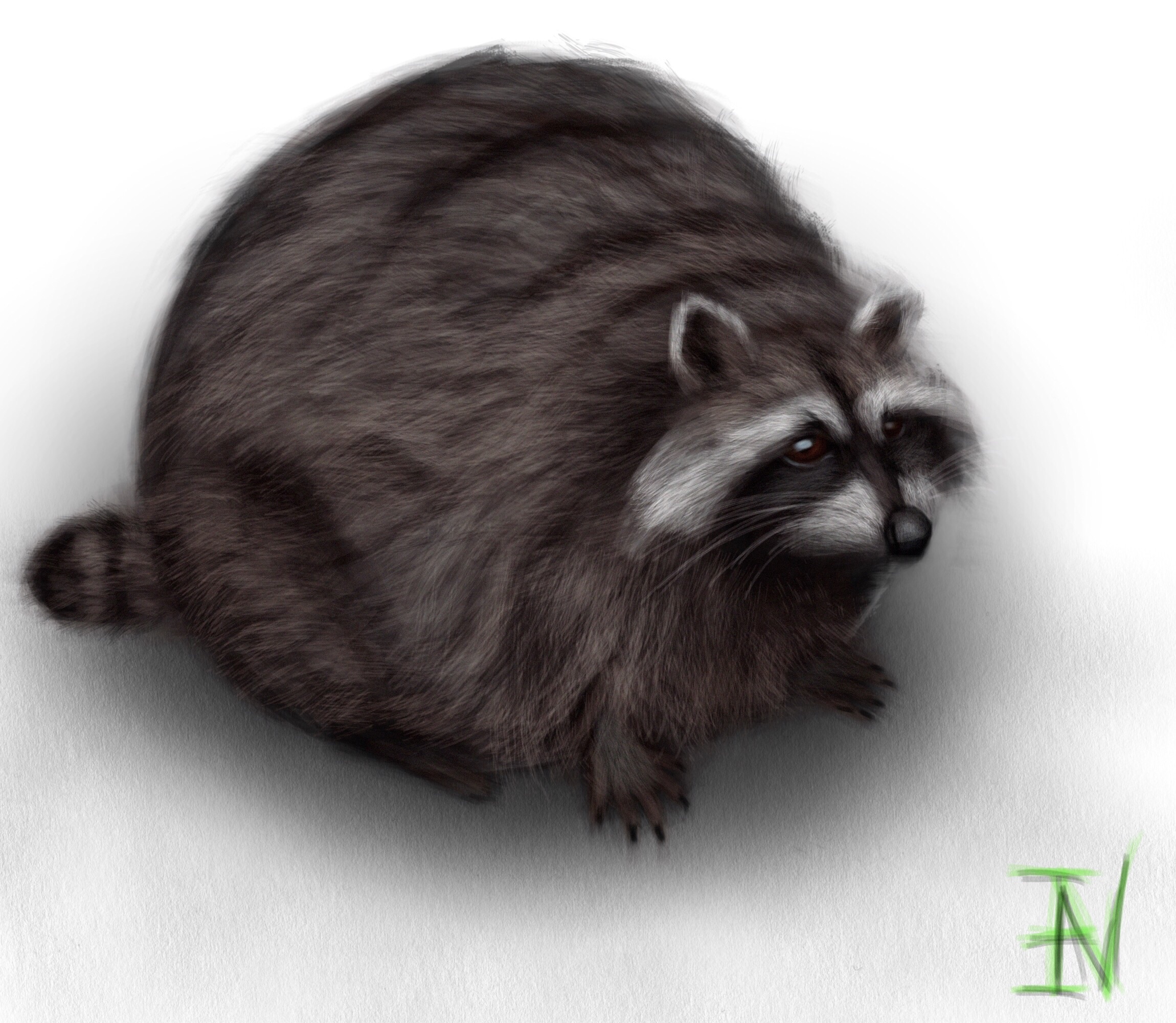 Realistic raccoon