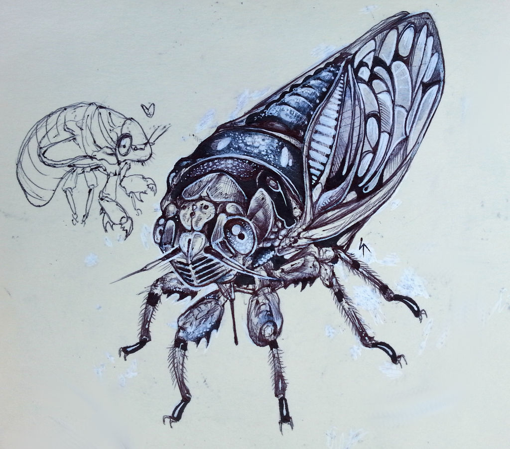 cicada and nymph