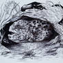 wolf eel live sketch