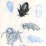 Roach studies