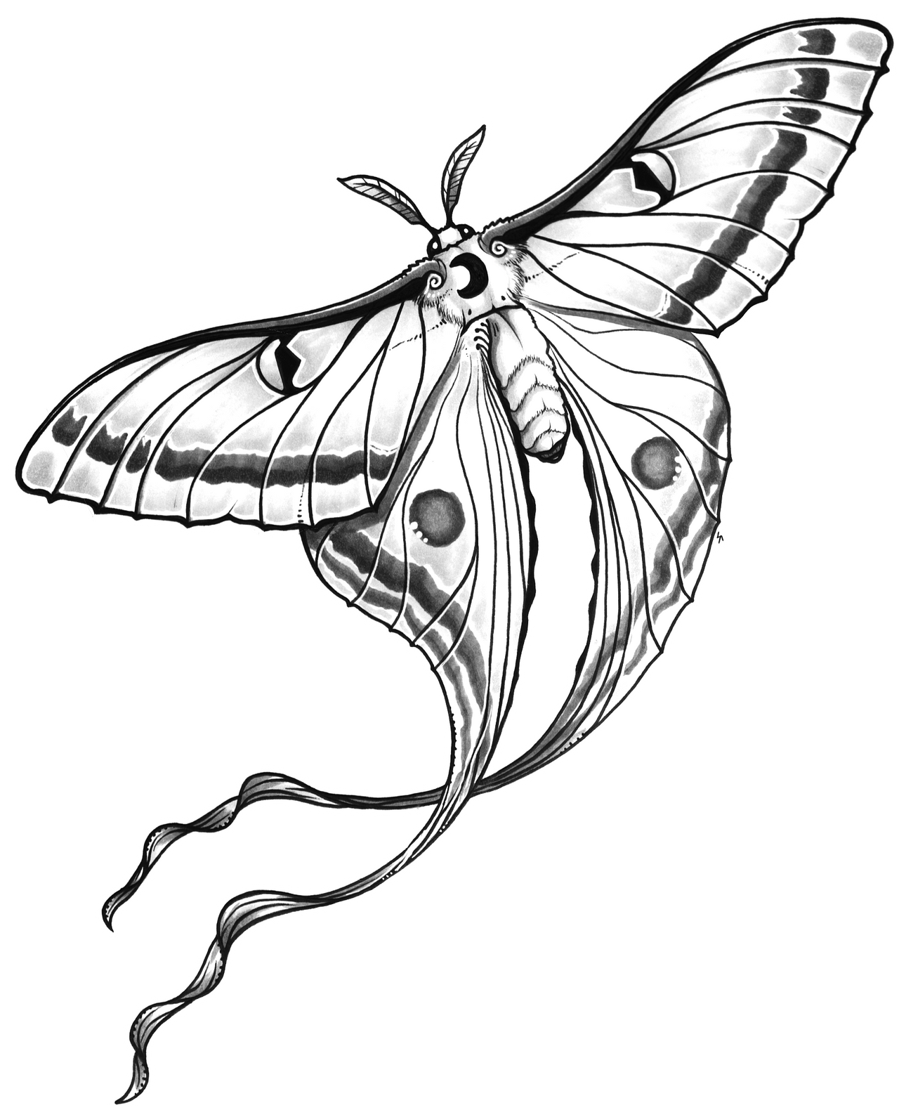 Luna Moth Tattoo Design Raw By Shon2 On Deviantart Luna Moth Tattoo Design Raw By Shon2 On Deviantart