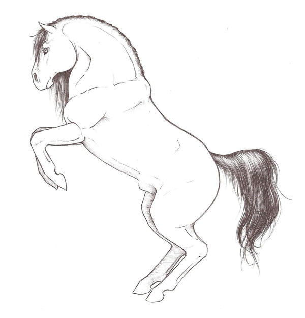 Rearing horse sketch