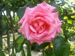 Pink rose by immortaljellyfish00