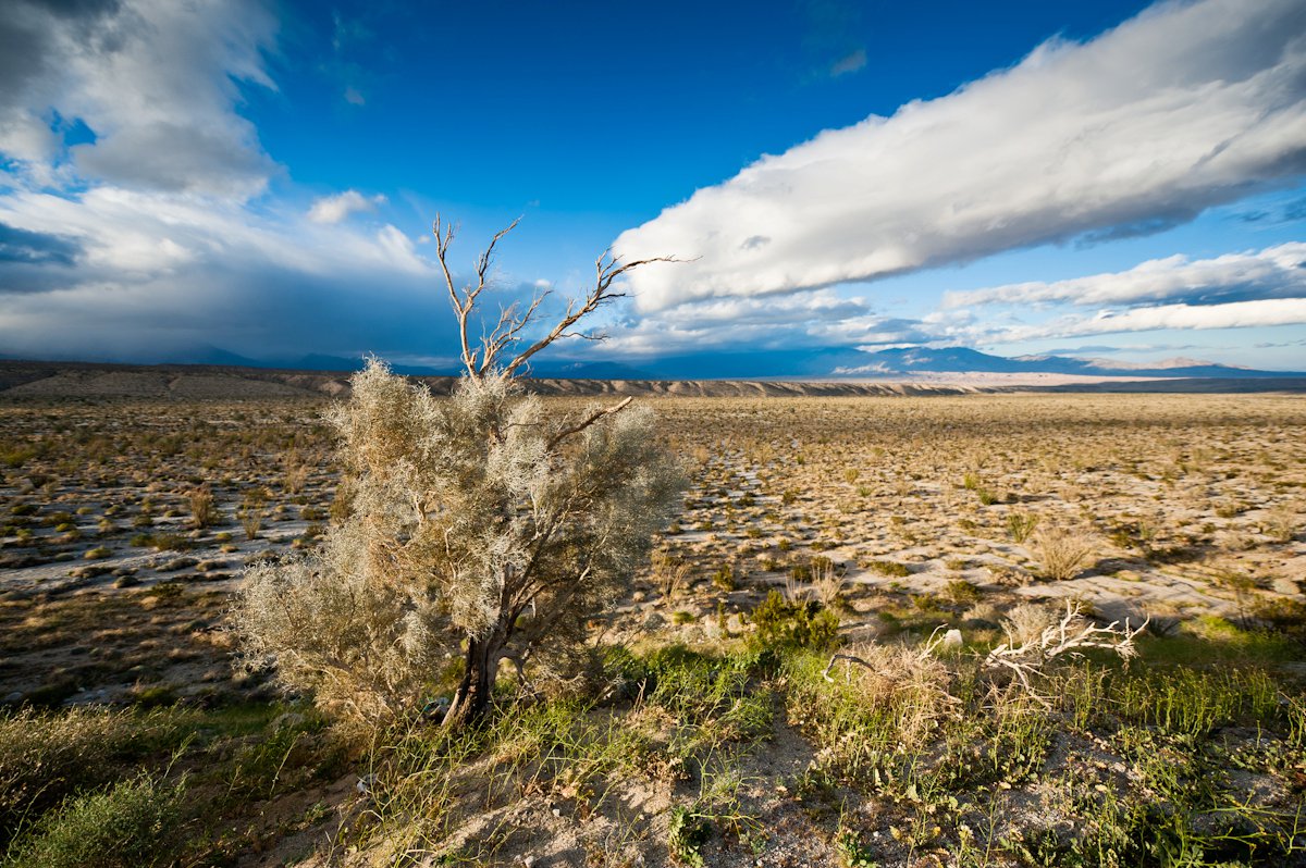 Anza-Borrego Desert Sunset 2