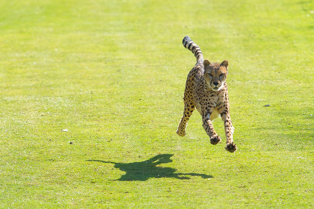 Cheetah Run 1