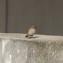 Sparrow