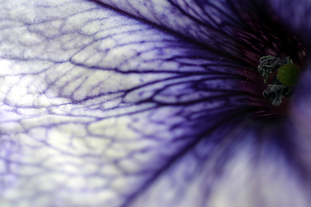 Purple Veins