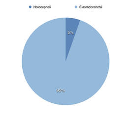 Sylvannus: Chondrichthyes