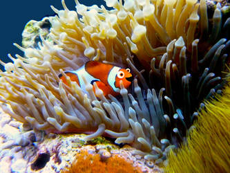Finding Nemo- Art