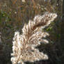 Grass Seed Feather