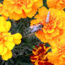 Sweet Abundance