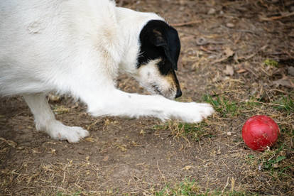 The Mysterious Red Ball