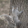 (Sciurus carolinensis) Eastern gray squirrel