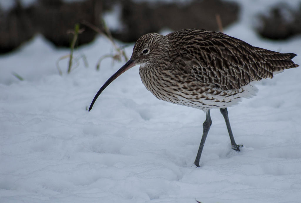 walking in the snow