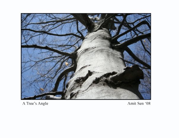 A Tree's Angle