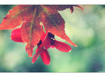 Autumn's Colours by Limaria