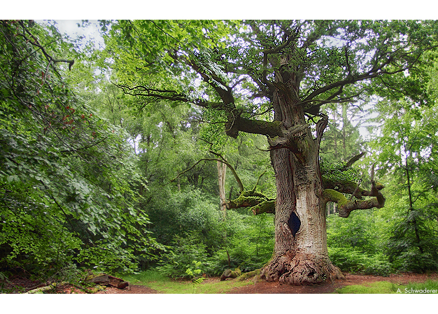 The Oak Elder II